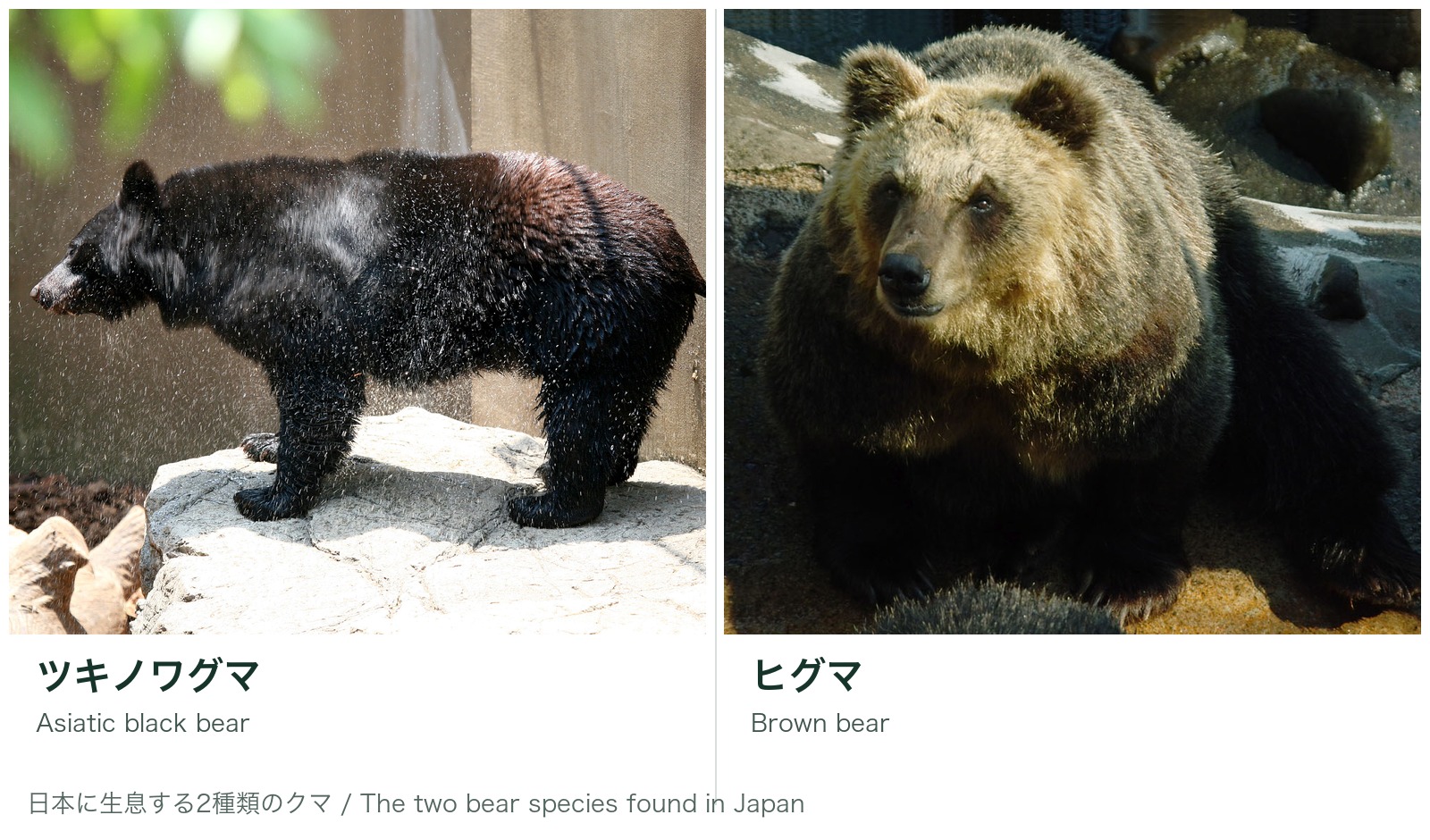 日本に生息するツキノワグマとヒグマ